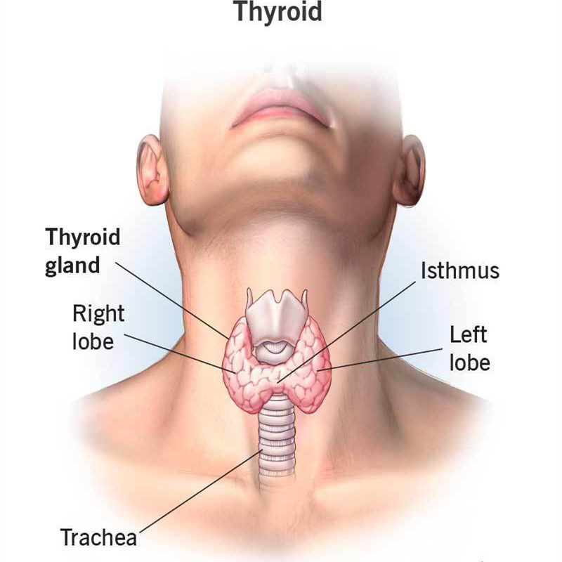 The Function of TSH in Thyroid disease