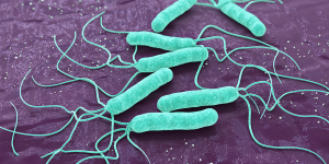 Image-Content-hpylori-1