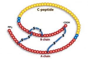 c-peptide